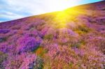 Colorful Hill Slope Covered By Violet Heather Flowers Stock Photo