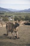 Kangaroos Outside Stock Photo