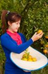 Gardener Girl Picking Fresh Orange Stock Photo