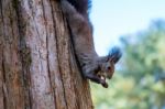 Squirrel Stock Photo