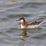 Red-necked Phalarope Stock Photo