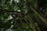 Big Tree With Hanging Vines Stock Photo