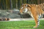 Bengal Tiger Stock Photo