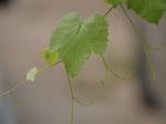 Grapes Leaf Stock Photo