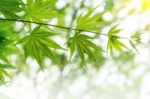 Fresh Green Maple Leaves With Soft Focus Stock Photo