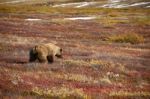 Grizzly Bear In Denali Stock Photo