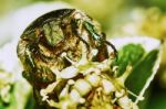 Green Chafer Stock Photo