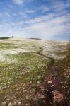 Flower Field Stock Photo