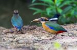 Mangrove Pitta On The Ground Stock Photo