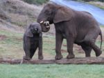 Elephant With Her Baby Stock Photo