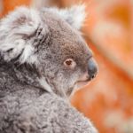 Koala By Itself In A Tree Stock Photo