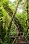 Bridge In To Jungle Stock Photo