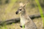 Wallaby Outside By Itself Stock Photo