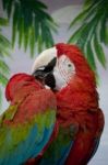 Red Macaw Stock Photo