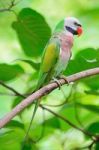 Male Red-breasted Parakeet Stock Photo