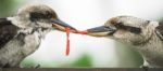 Kookaburras Fighting For Food During The Day Stock Photo