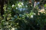 Unripe Blueberries Growing Plant In The Garden Stock Photo