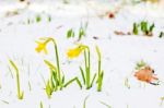 Daffodil Blooming Through The Snow Stock Photo