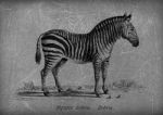 Zebra Stock Photo