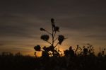 Cotton Field In Oakey, Queensland Stock Photo