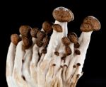 Mushrooms On A Black Background Stock Photo