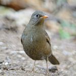 Female Grey-winged Blackbird Stock Photo