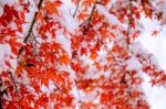 Red Fall Maple Tree Covered In Snow,south Korea Stock Photo