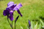 Iris (irideae) Flowering In An English Garden Stock Photo