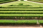 Green Cuted Bushes (triangular Shape) Stock Photo