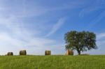 Tree And Straw Balls Stock Photo