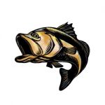 Largemouth Bass Scratchboard Stock Photo