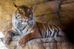 Sumatran Tiger (panthera Tigris Sumatrae) Stock Photo