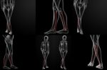 3d Rendering Illustration Of The Fibular Bone Stock Photo