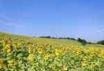 Sunflowers Stock Photo