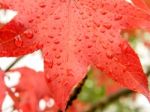 Red And Orange Leaves Of The Liquidambar Under The Autumn Rain Stock Photo