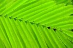 Acacia Leaves Stock Photo