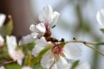 Almond Tree Flower Stock Photo