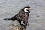 Pied Cormorant (phalacrocorax Varius) Stock Photo