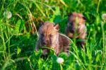 Gray Wolf Cubs In A Grass Stock Photo