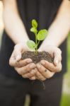 Hands Holding Seedleng Stock Photo