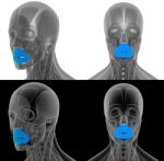 3d Render Illustration Of The Orbicularis Oris Stock Photo