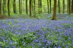 Bluebells In Wepham Woods Stock Photo