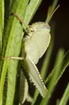 Egyptian Locust (anacridium Aegyptium) Stock Photo