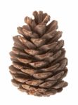 Pine Cone Stock Photo