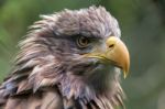 White-tailed Sea Eagle (haliaeetus Albicilla) Stock Photo