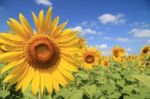 Sunflower Field Stock Photo