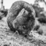 Adorable Large Wombat During The Day Looking For Grass To Eat Stock Photo