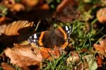 Red Admiral Butterfly Stock Photo