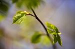 Spring Foliage. Young Green Leaves Stock Photo