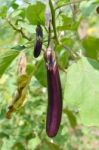 Eggplants Stock Photo